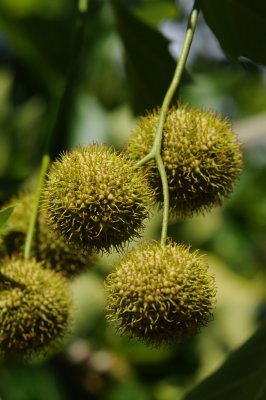 Platanus x hispanica (acerifolia) - platan javorolistý (73) - plodenství - detail